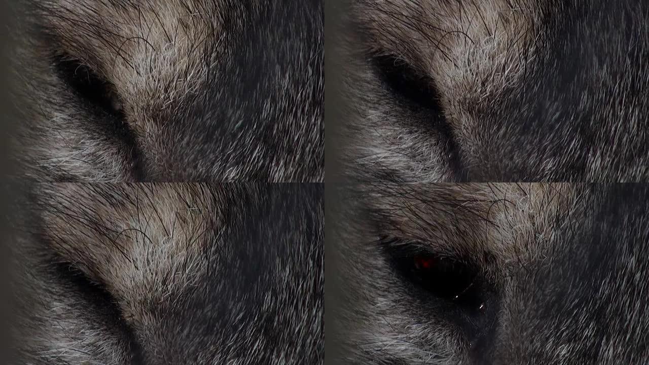 狼头与人工眼色，红色强烈
