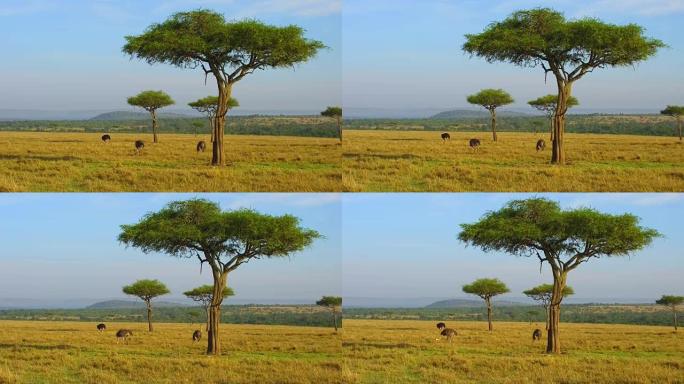 非洲稀树草原上的鸵鸟和相思树