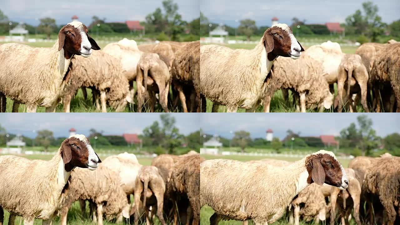 乡村农场绿草田里的一群羊