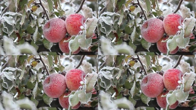 花园中苹果树的图像，叶子和苹果上的冰晶，调色，模糊。抽象背景，软聚焦