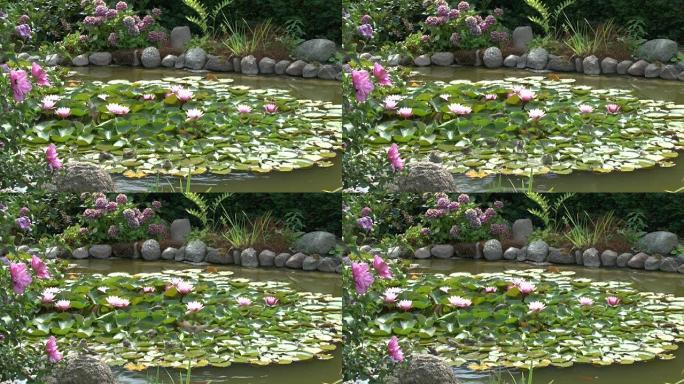 麻雀在花园池塘中沐浴