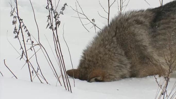 狼和雪