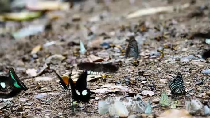 公关一群蝴蝶在地上飞舞，在大自然中飞翔，泰国蝴蝶群在泰国Kaeng Krachan国家公园的Ban 