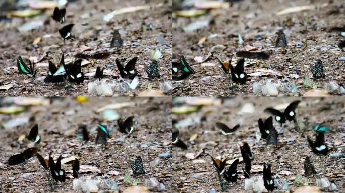 公关一群蝴蝶在地上飞舞，在大自然中飞翔，泰国蝴蝶群在泰国Kaeng Krachan国家公园的Ban 