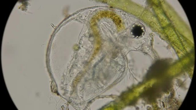 波斯米纳水蚤，在显微镜下