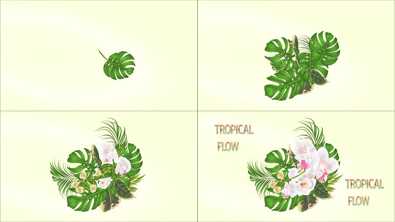 视频无缝循环花束，热带花卉插花，美丽的蝴蝶兰白色兰花、棕榈、爱龙龙和榕树复古