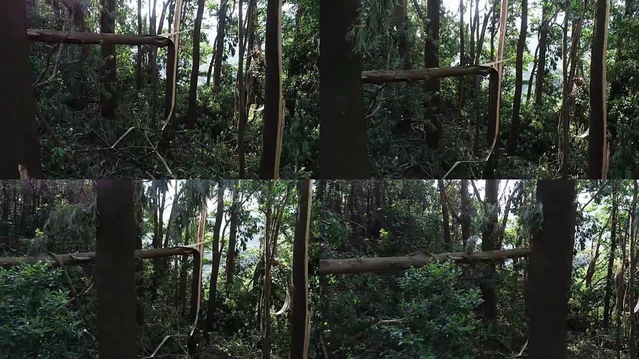 2018年9月16日中国超级台风山竹后森林中的断树