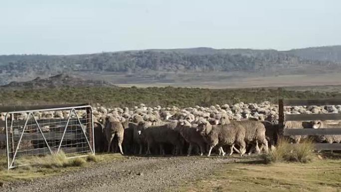 通过澳大利亚农场的大门放牧的绵羊