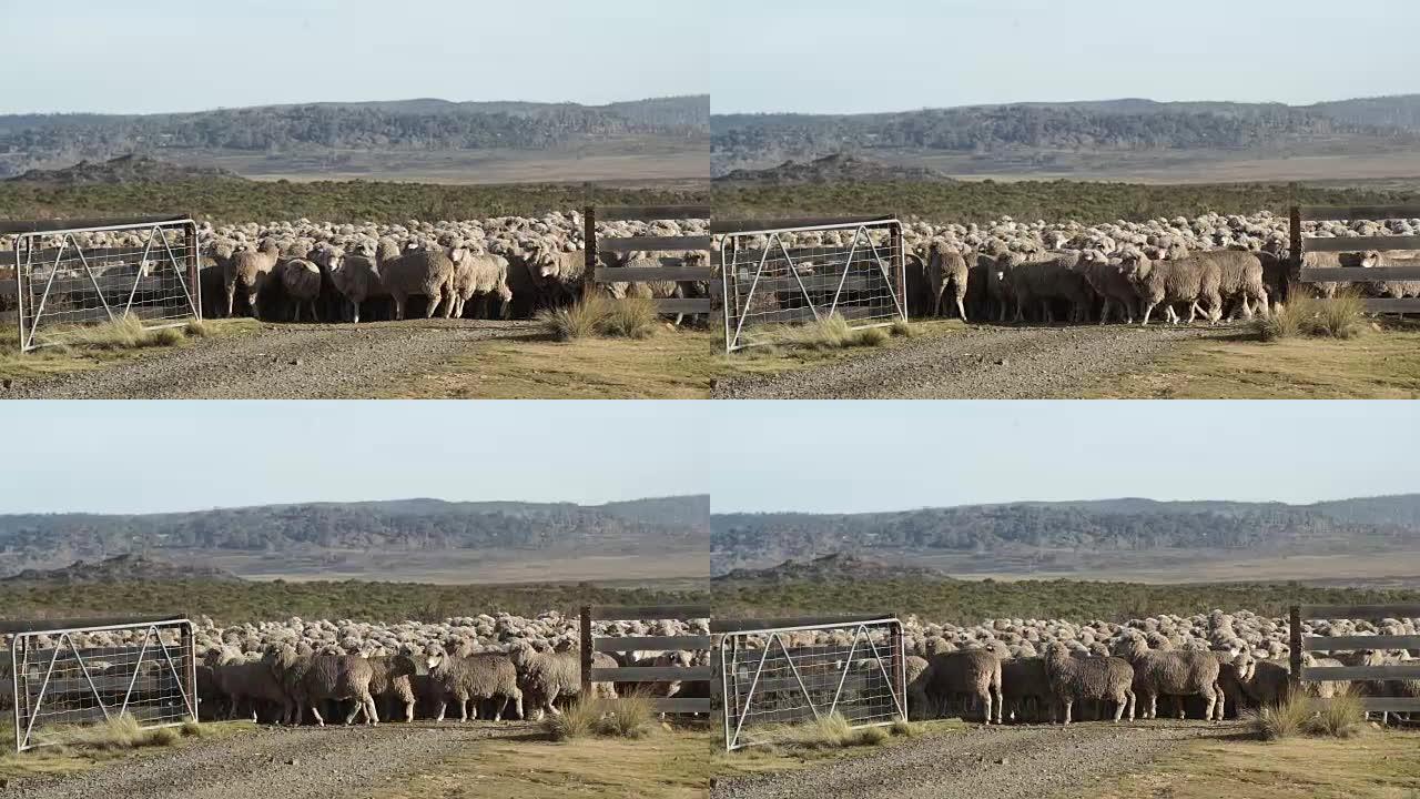 通过澳大利亚农场的大门放牧的绵羊