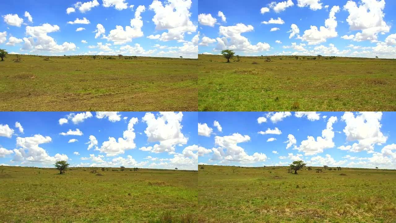 非洲马赛马拉国家储备大草原