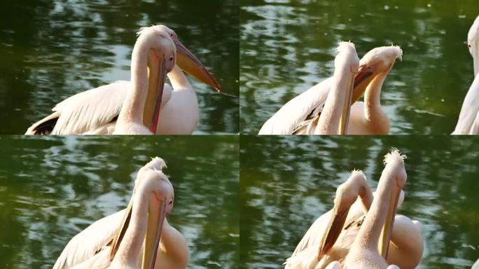 大白鹈鹕 (Pelecanus onocrotalus)