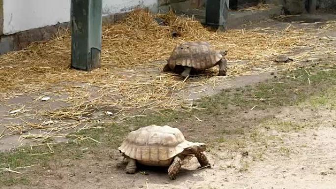 大海龟在地上行走，在动物园里