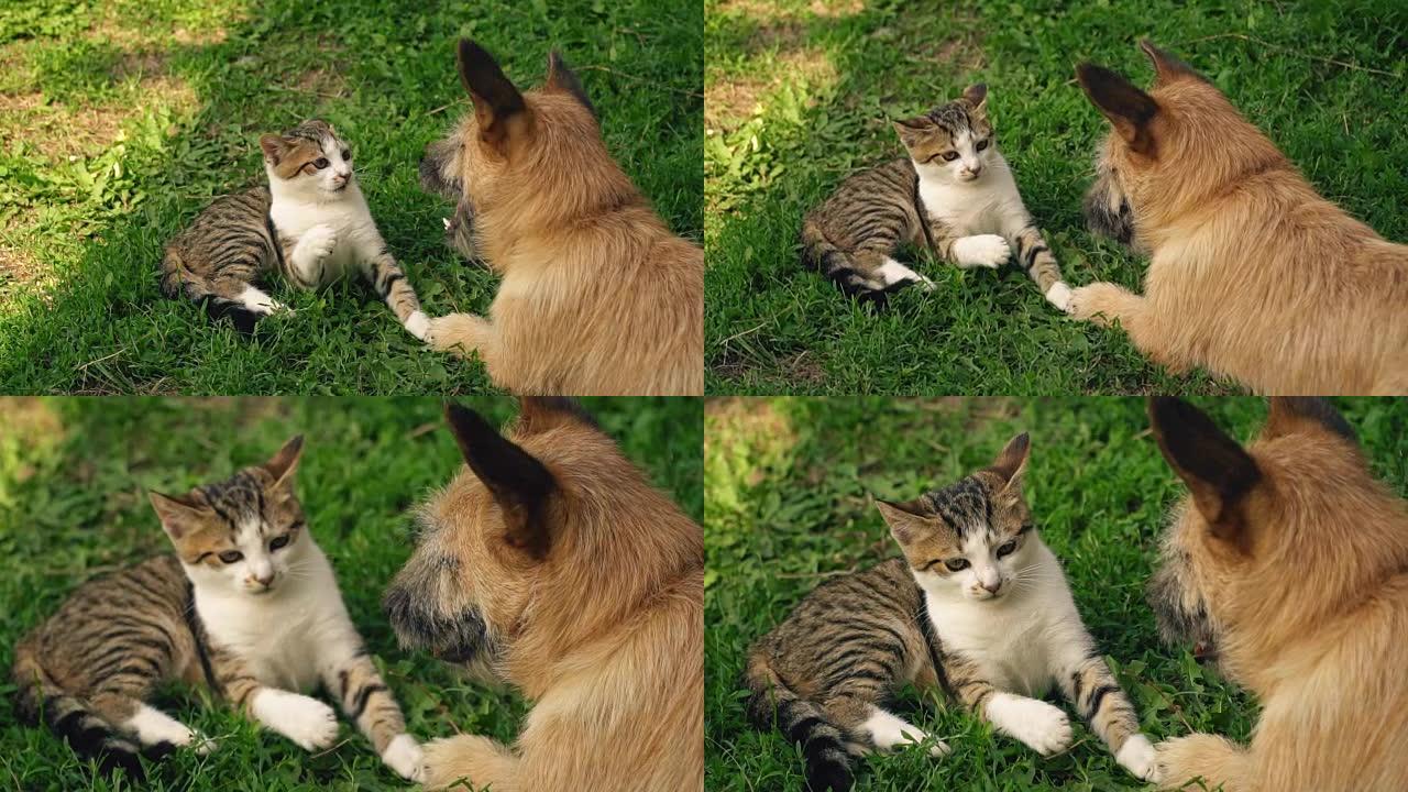 狗和猫的战斗