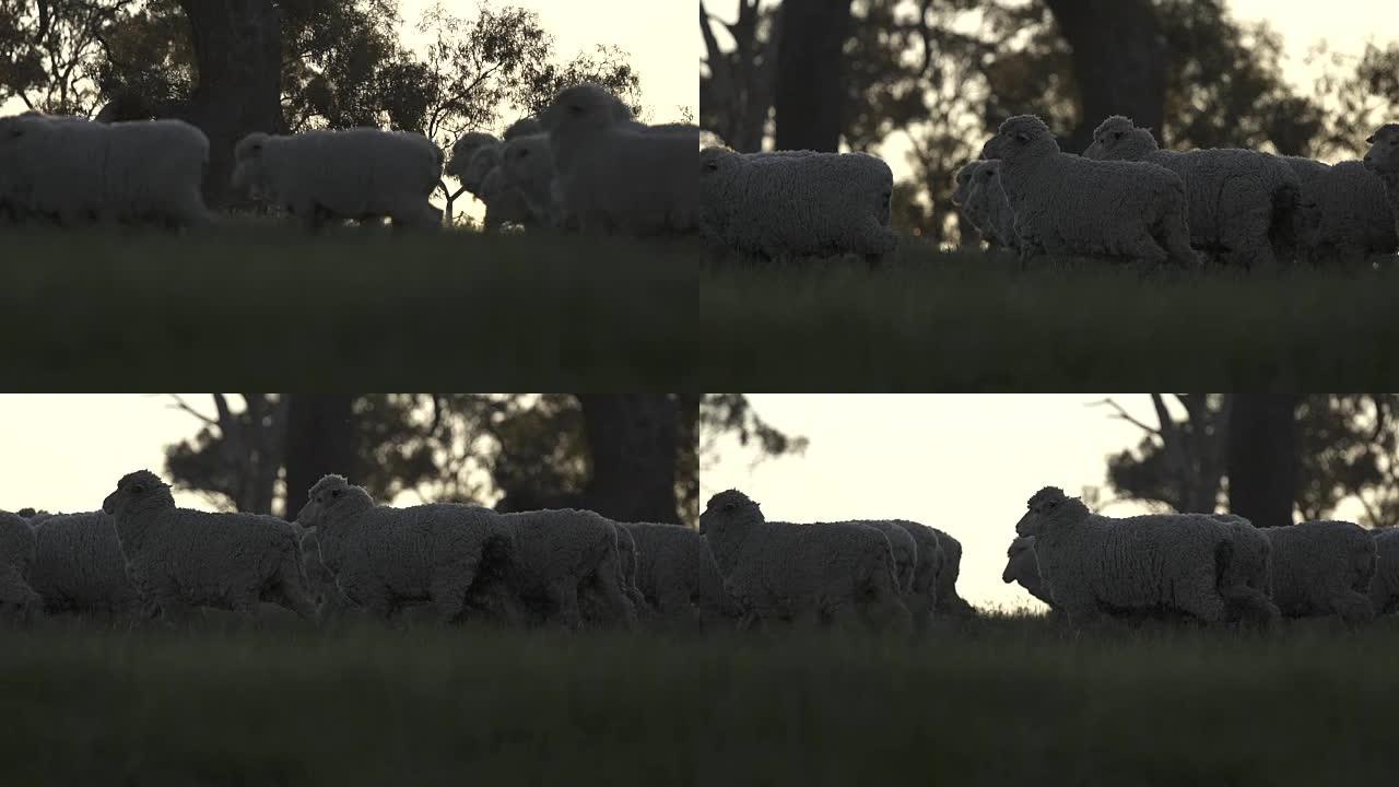 在澳大利亚农场日落时剪影中的绵羊