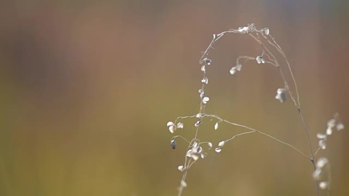 植物拥抱