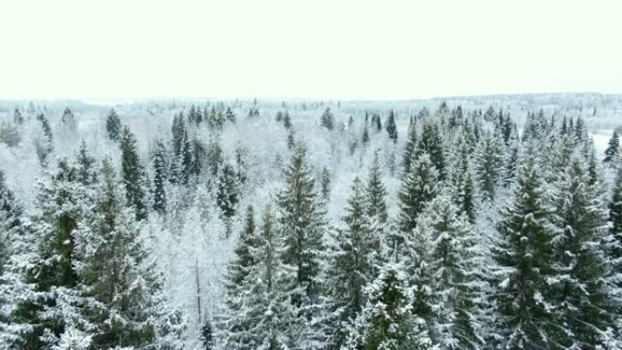 空中无人驾驶飞机俯视图在冬天的树顶上白雪皑皑的森林