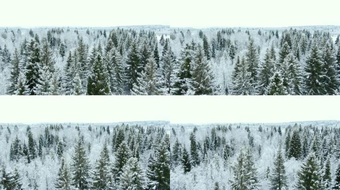 空中无人驾驶飞机俯视图在冬天的树顶上白雪皑皑的森林