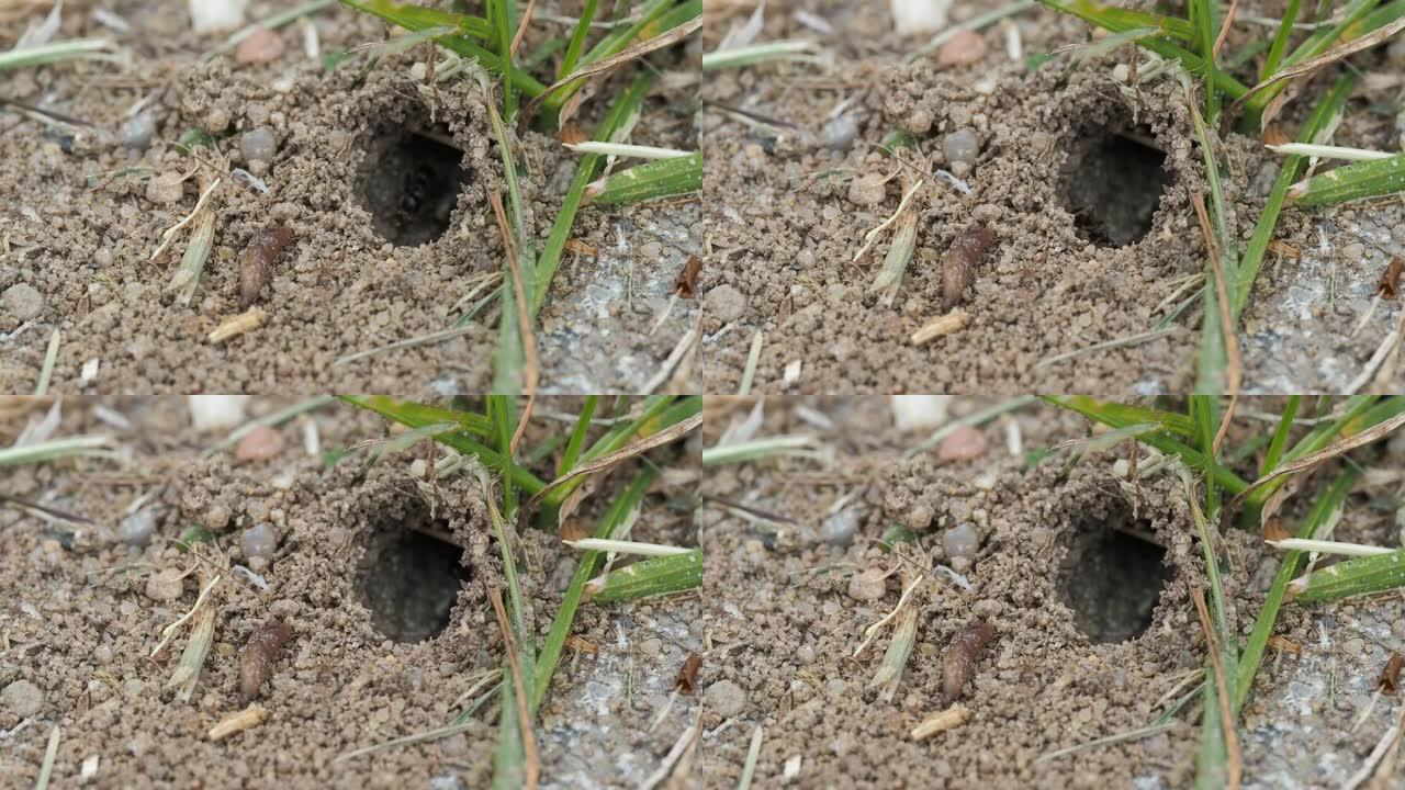 蚂蚁在洞穴入口处工作