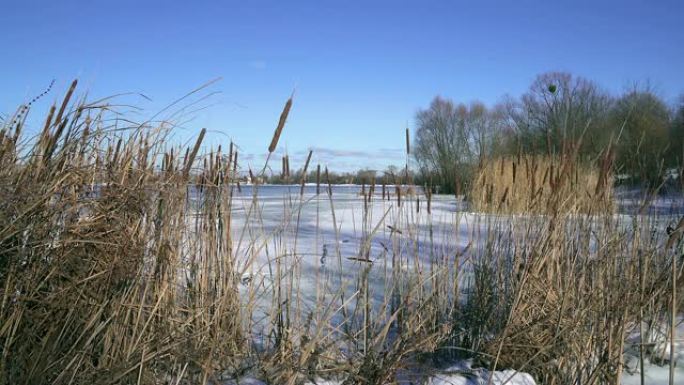 冰冻的河上的干芦苇和冰