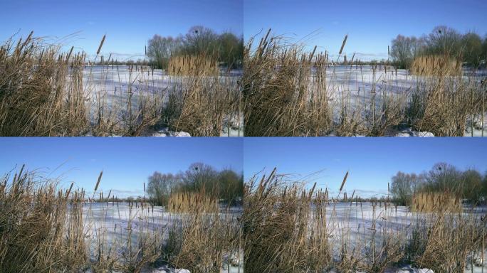 冰冻的河上的干芦苇和冰