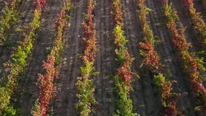 里奥哈阿拉维萨的彩色葡萄园