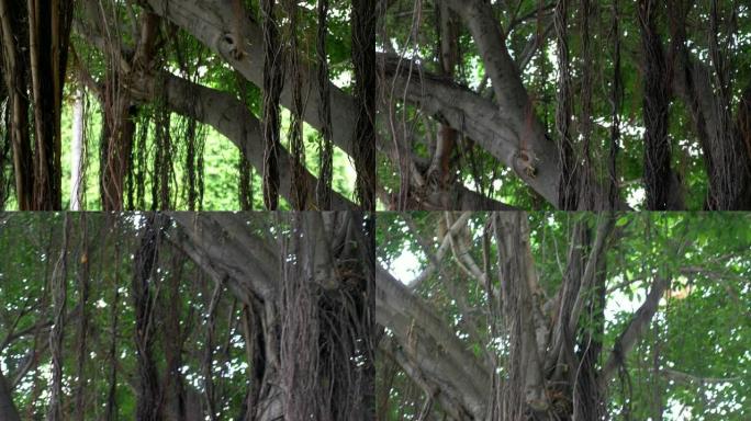 夏威夷大型榕树慢动作180fps