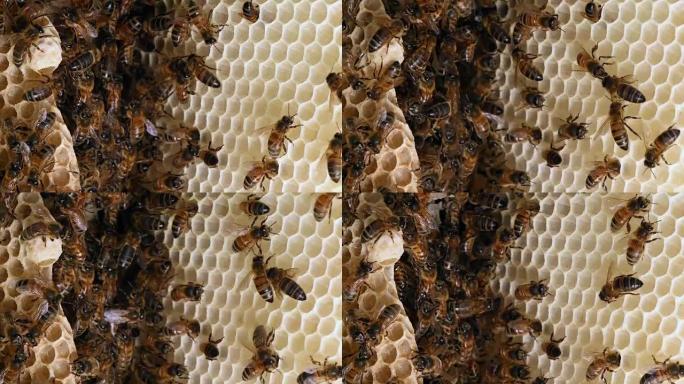 欧洲蜜蜂，蜜蜂，野生射线上的蜜蜂，在肺泡上工作的蜜蜂，女王细胞，诺曼底的野生蜂巢，实时4K