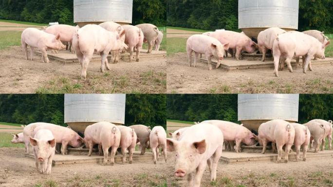 几只猪享有自己的大片土地