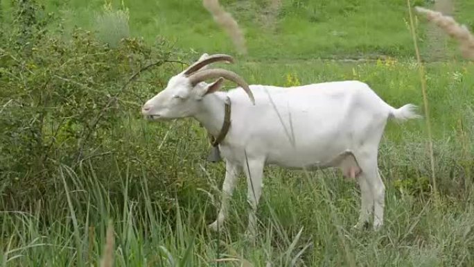 在阳光明媚的日子里，年轻的白山羊在绿色的草地上吃草。