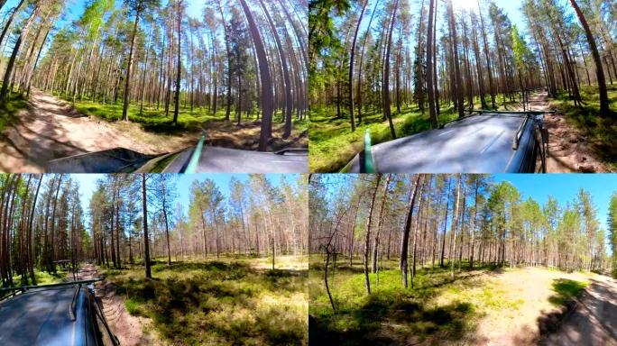 爱沙尼亚森林中的树木的360相机视图