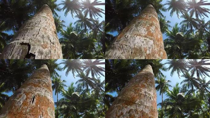 摄像机在棕榈树树干上滑动的视频，带有令人惊叹的太阳光耀斑