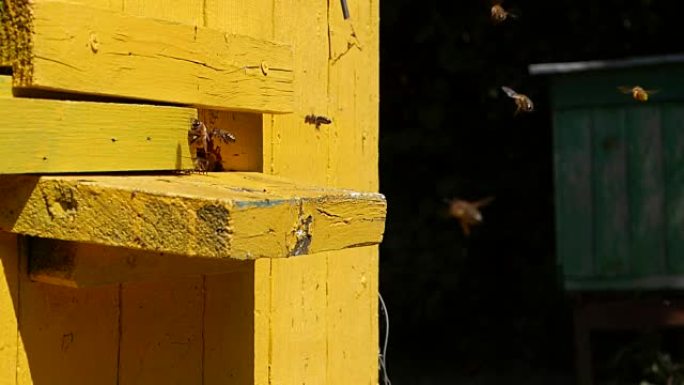蜜蜂飞进飞出蜂巢