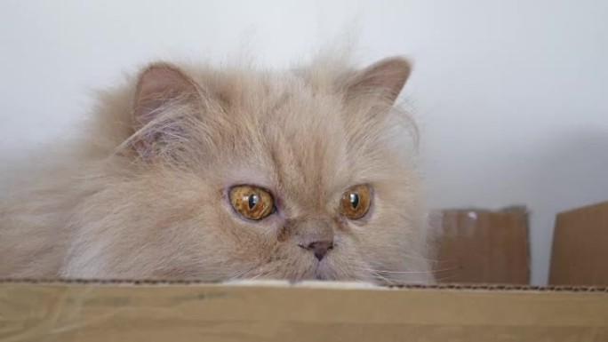 波斯猫在盒子里与人捉迷藏的动作