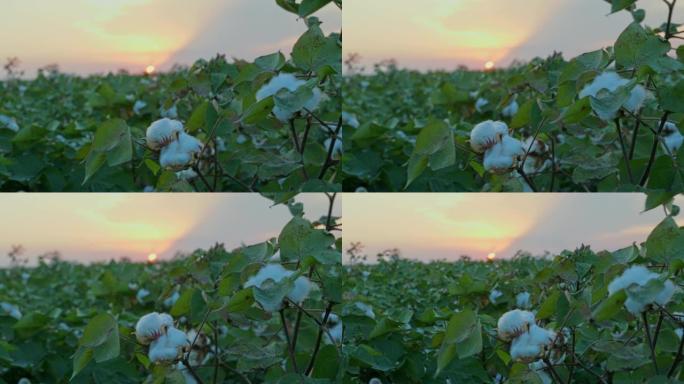 日落在乡村景观中生长的白色棉田。日出农业概念。