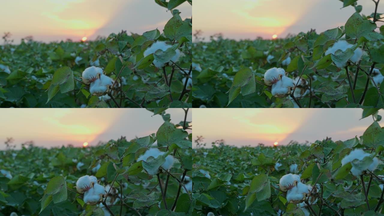 日落在乡村景观中生长的白色棉田。日出农业概念。