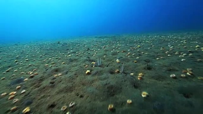 异草珊瑚