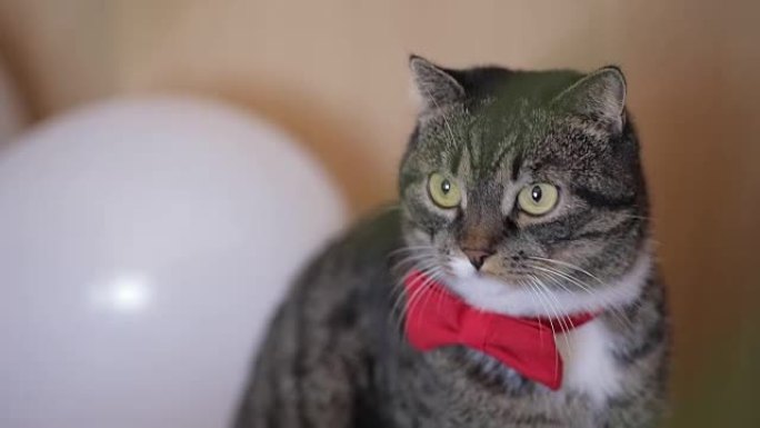 带红色蝴蝶领带的有趣可爱的猫