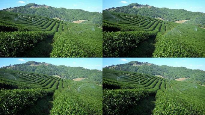 泰国美萨隆茶园景观。