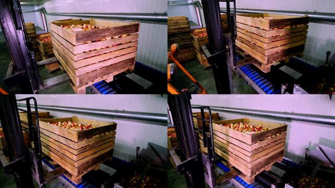 叉车装载了一个大木箱，装满了新鲜采摘的苹果在清洗苹果的专用设备上，在一家水果生产厂，在工厂分拣苹果。