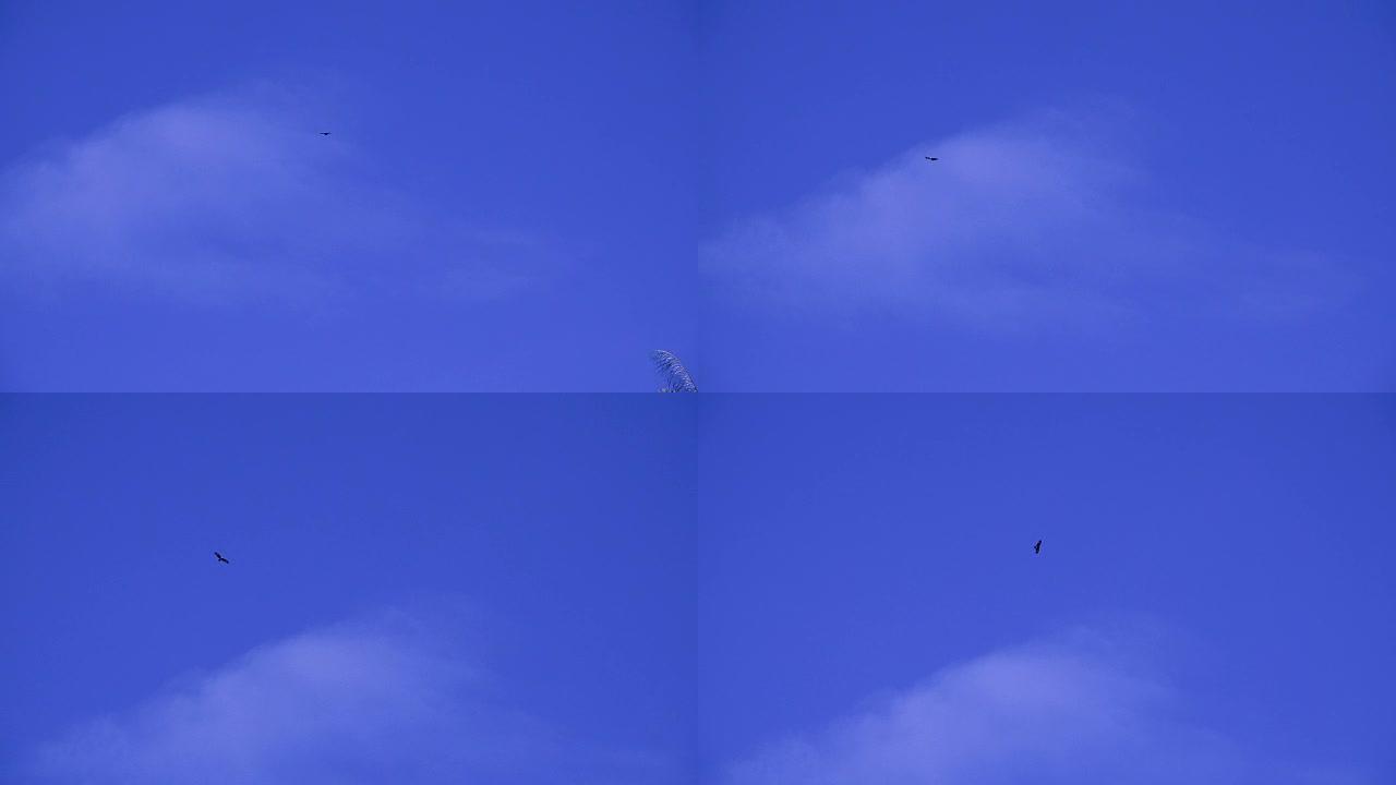 鹰在天空中飞翔