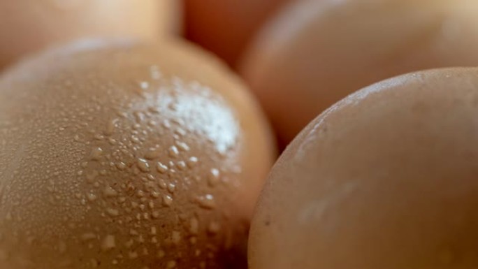 平移相机: 鸡蛋，4K