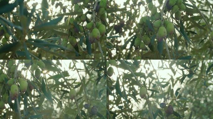 悬挂在橄榄树上的绿橄榄的宏观照片