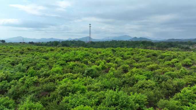 航拍江西贵溪农场 果树基地