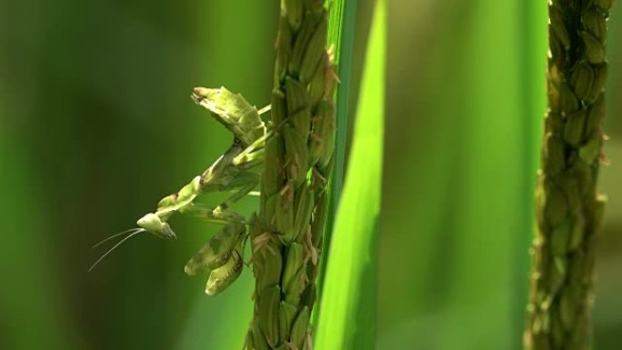 水稻上的螳螂