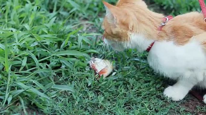 有趣的美丽惊人可爱的红色白猫在红领吃新鲜的鱼在户外，阳光明媚的夏天美好的一天。