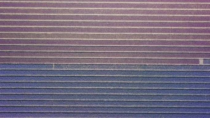 荷兰的紫色风信子场。无人机飞行