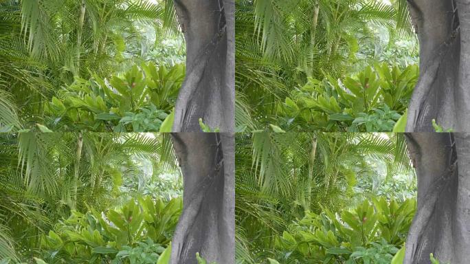 夏威夷热带丛林4k慢动作60fps