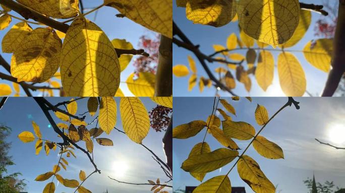 秋天的树叶中壮观的光线