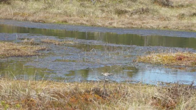 木鹬在沼泽中行走。沼泽湖中喝沼泽水的鸟。Tringa glreola希望在自然环境中用餐。