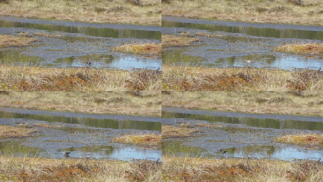 木鹬在沼泽中行走。沼泽湖中喝沼泽水的鸟。Tringa glreola希望在自然环境中用餐。